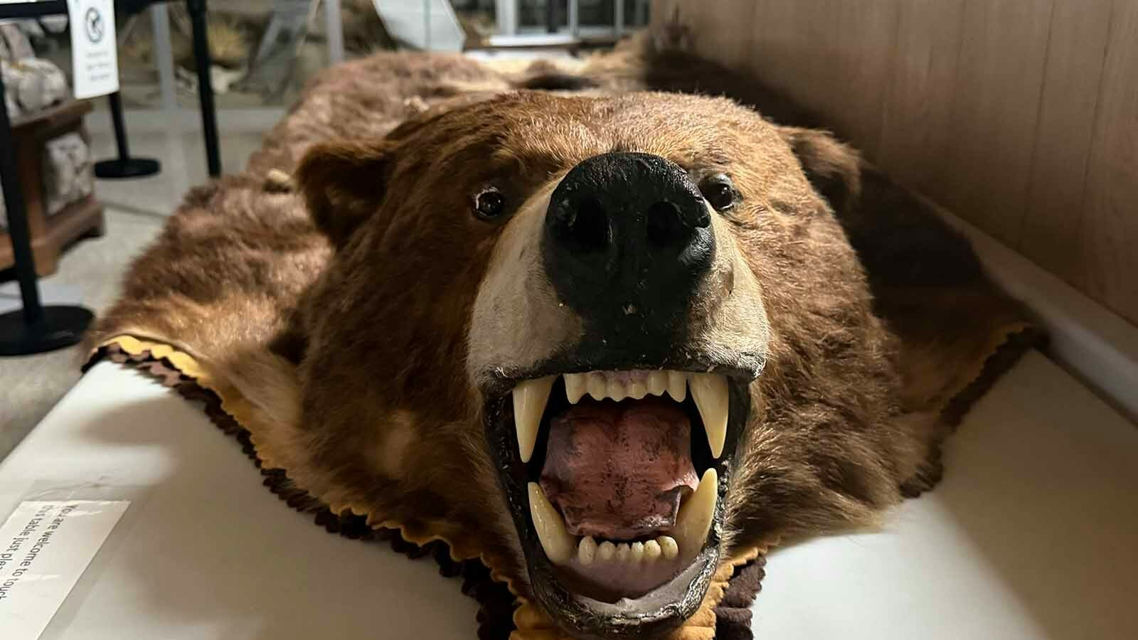 A grizzly bear rug bares its teeth inside the Casper College’s Werner Wildlife Museum. 