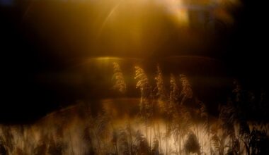 Under-14 photography winner captures the last rays of winter sunshine and turns them into magic – honored in major wildlife competition