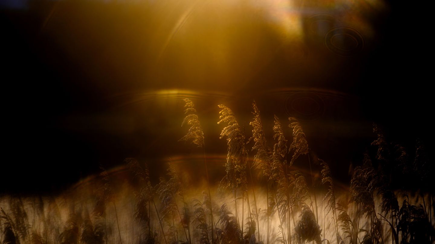 Under-14 photography winner captures the last rays of winter sunshine and turns them into magic – honored in major wildlife competition