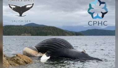 Whale struck by B.C. Ferries vessel has died, volunteers believe - CTV News