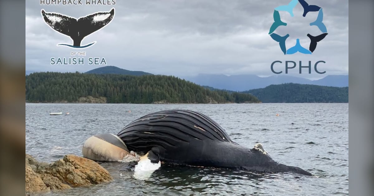 Whale struck by B.C. Ferries vessel has died, volunteers believe - CTV News