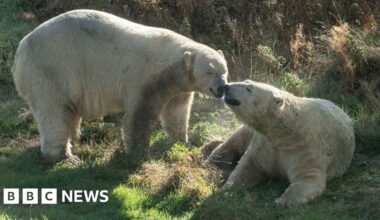 Polar bear returns to wildlife park after almost a year in Yorkshire - BBC