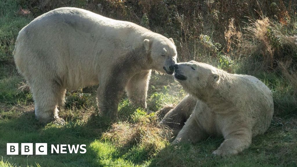 Polar bear returns to wildlife park after almost a year in Yorkshire - BBC