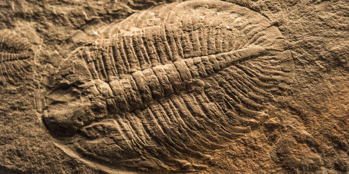 Whoops! Scientists Might Have Had the Origin of Animals All Wrong.