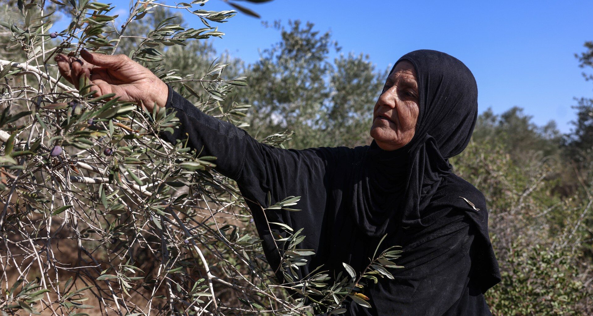 Israeli settlers take Palestinian olives, and their harvest traditions | Israel-Palestine conflict News