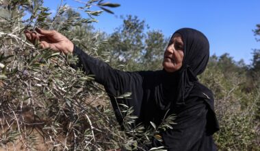 Israeli settlers take Palestinian olives, and their harvest traditions | Israel-Palestine conflict News