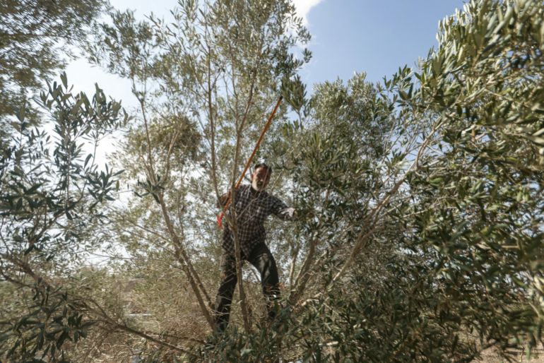 One of the volunteers from Lebanon's northernmost province of Akkar and the city of Sidon takes part in an olive-picking initiative in the southern Lebanese village of Jibshit near Nabatieh on October 11, 2026, in a show of solidarity with Southern Lebanon and its farmers whose crops and livelihoods were affected by the war.
