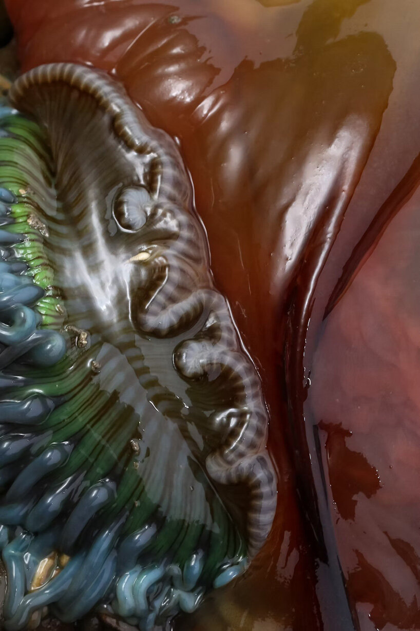 interview: aron sanchez-baranda finds otherworldly forms in marine life - 8