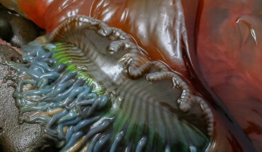 aron sanchez-baranda photographs marine life beyond the human