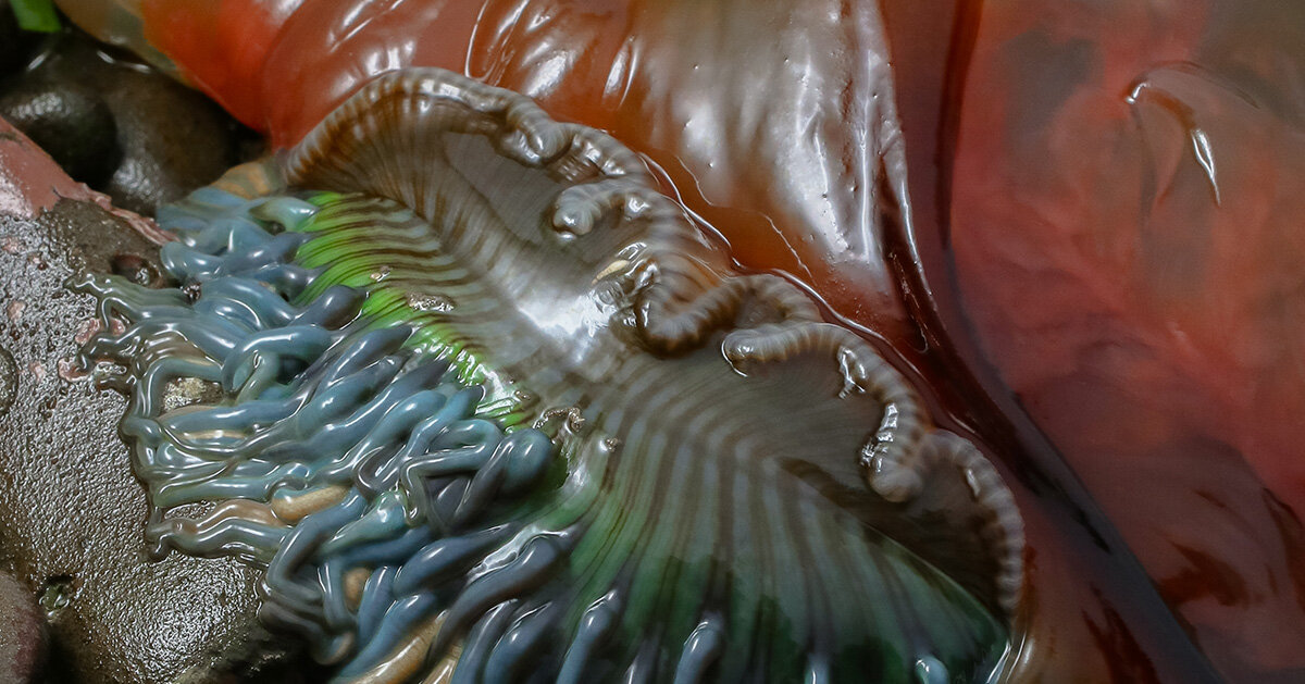 aron sanchez-baranda photographs marine life beyond the human