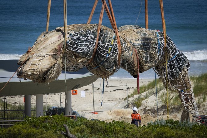 Pictures of the dead beached whale being loaded onto a truck in City Beach, Perth.