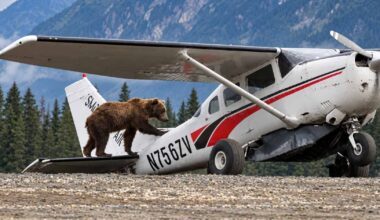 Massive Grizzly Tries to Board an Airplane, and Pulls the Whole Thing Down