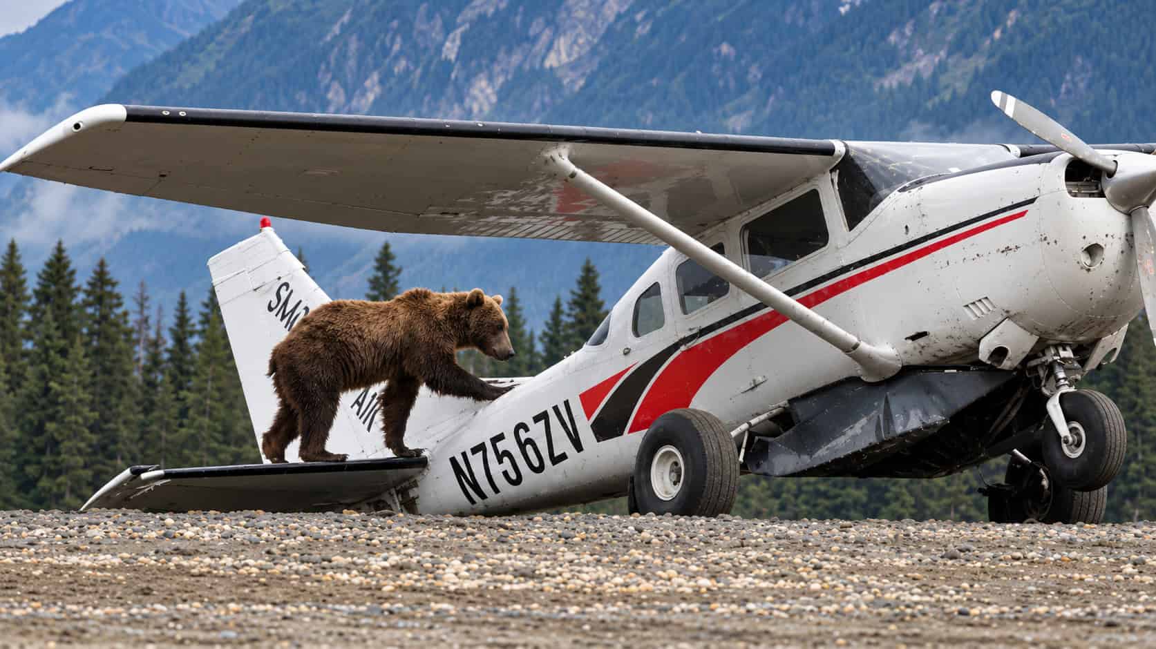 Massive Grizzly Tries to Board an Airplane, and Pulls the Whole Thing Down