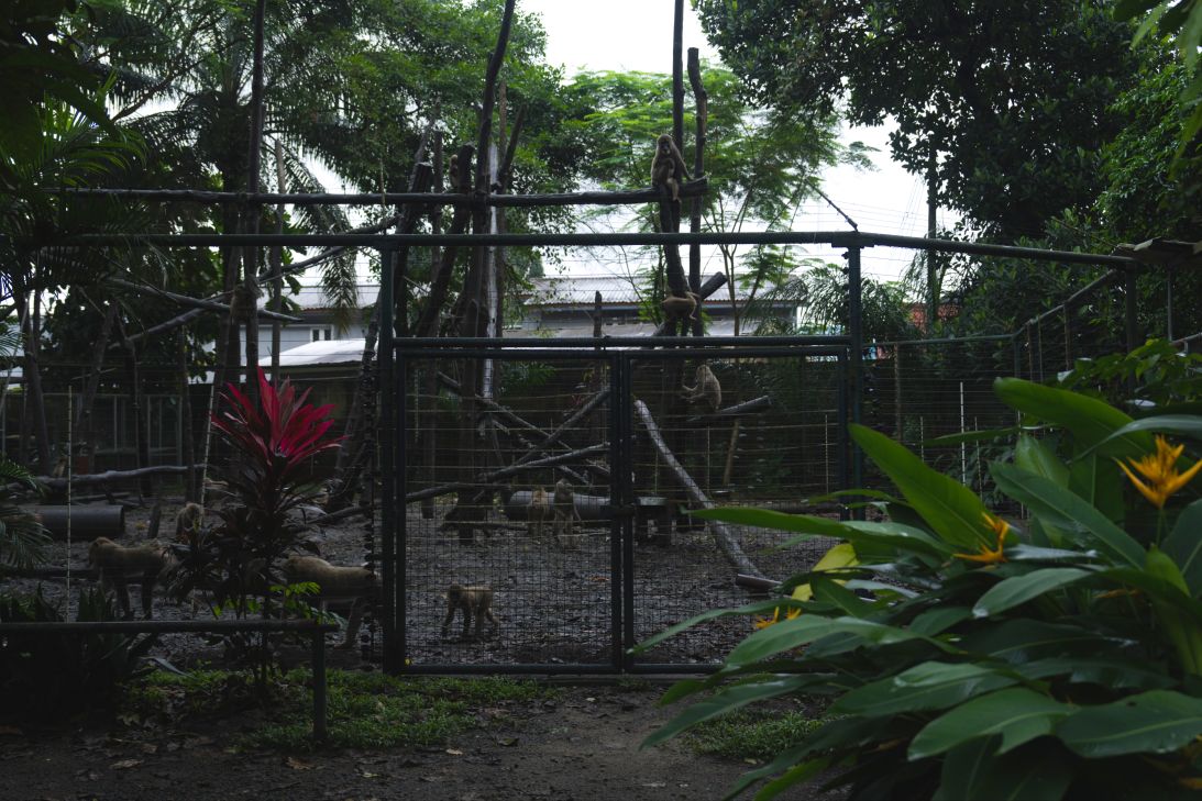 An enclosure at Drill Ranch, Pandrillus’ primate rehabilitation center in Calabar, Nigeria. Managers say admissions have increased since the formation of customs' Special Wildlife Office.