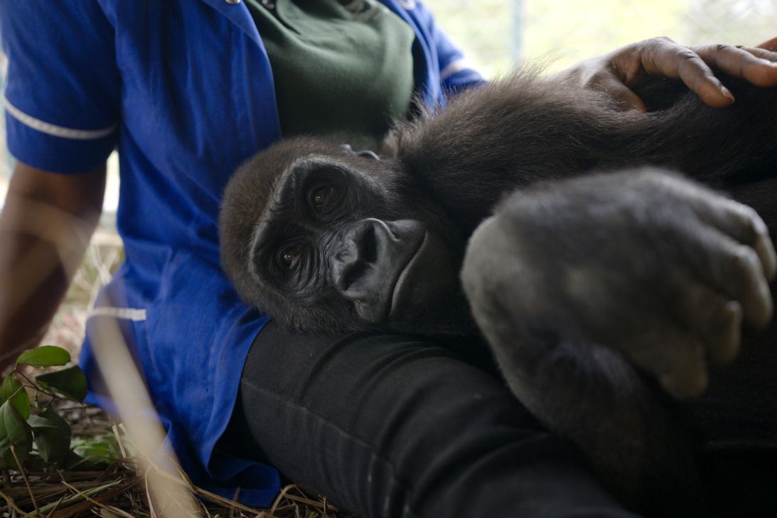 Bili the gorilla settles into her new home in the Republic of Congo.