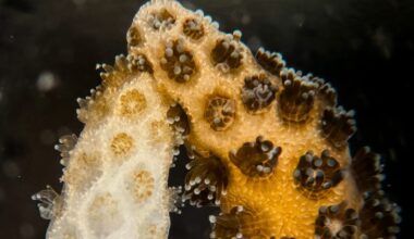 Coral bleaching recovery via symbiont transfer from healthy corals