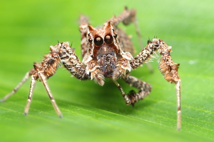 A small brown coloured spider on a green leaf.