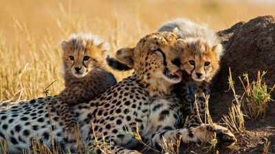 Meet Kuno National Park’s newest little stars: India-born cheetah KGP12 gives birth to 4 cubs; “truly historic and joyous moment for Project Cheetah”