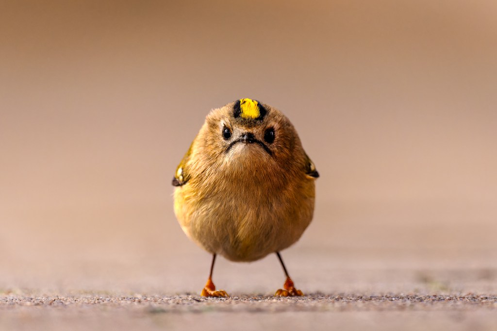 comedy wildlife awards, nature photography, angry bird