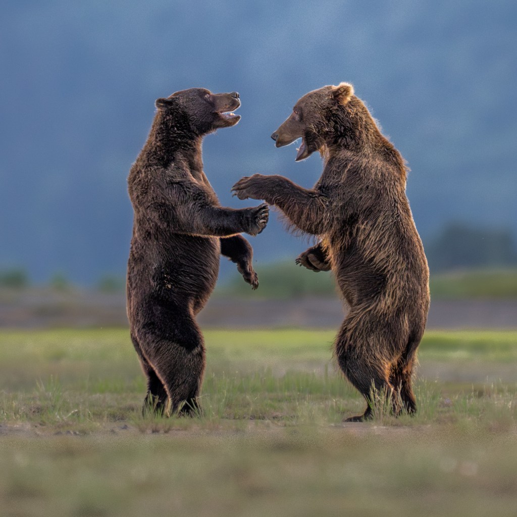 brown bears, comedy wildlife awards, nature photography,
