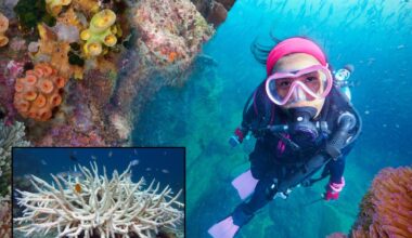 coral, coral reefs, climate change, global warming, ocean warming, save the reefs, save the coral, science, making sense of science