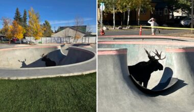 Montana Community Is Stunned To Find 1,000-Pound Animal Stuck In Skate Park Half Pipe