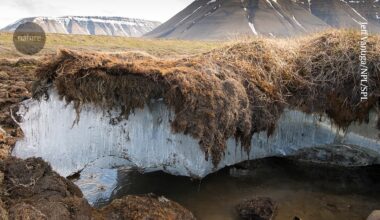 Woody ‘blankets’ are being deployed on Arctic permafrost to reduce carbon emissions