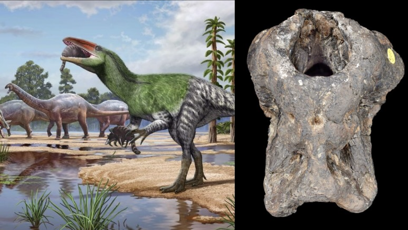 Split image: Left, an artist's concept of a dinosaur standing on 2 legs, eating a small animal. Right, a bone.