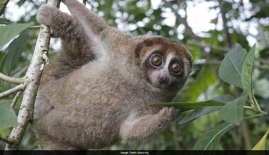 World's Only Venomous Primate Rediscovered After 89 Years In Indonesia