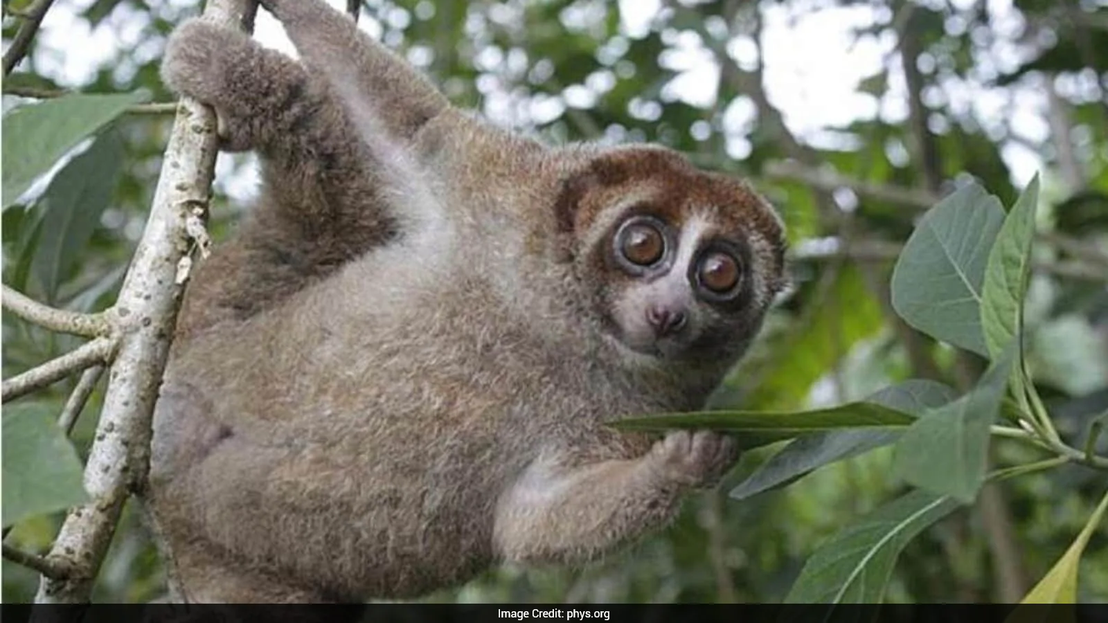 World's Only Venomous Primate Rediscovered After 89 Years In Indonesia