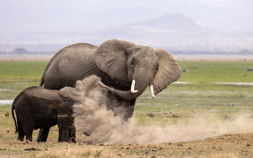 comedy wildlife awards, nature photography, elephants