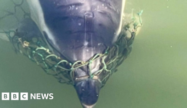 Orwell River dolphin released from netting found dead - BBC