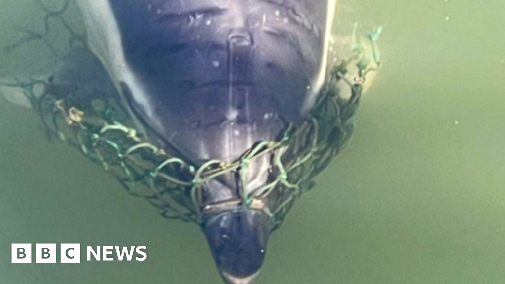 Orwell River dolphin released from netting found dead - BBC