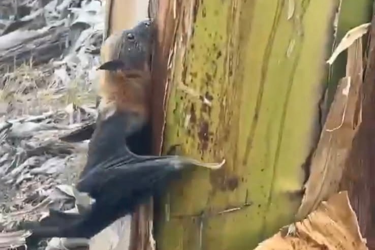 A flying fox grips the base of a banana plant in broad daylight.