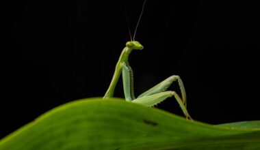 The 2026 Comedy Wildlife Awards Finalists - Kottke.org