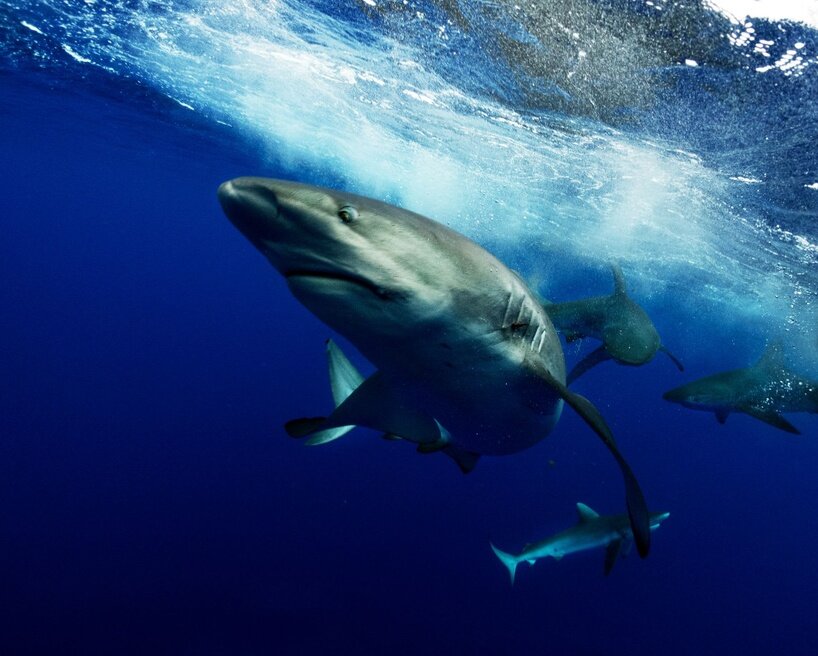 ‘we are all marine animals, we just forgot’: photographer enzo barracco at the ocean&climate village - 5