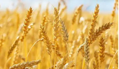 Wheat Futures Edges Higher Toward $700 as Russia Threatens Ukraine Escalation