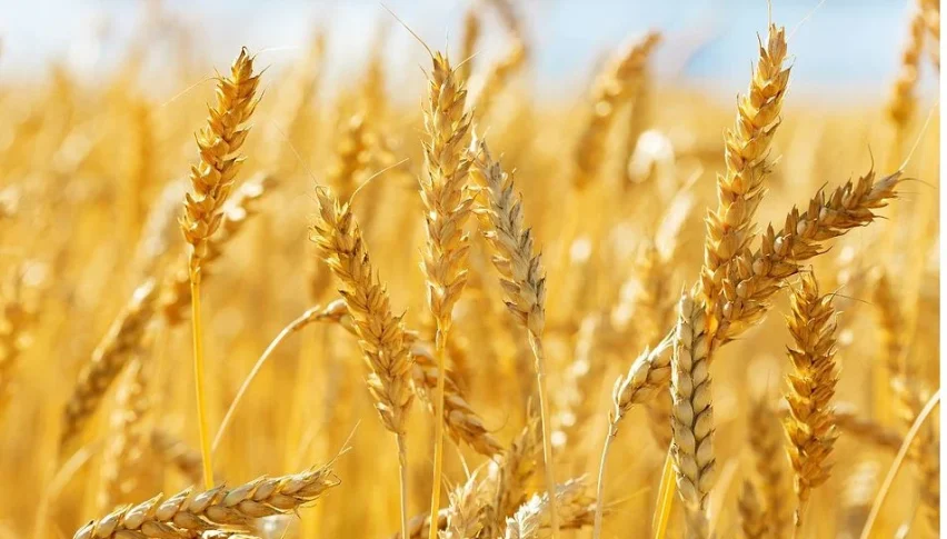 Wheat Futures Edges Higher Toward $700 as Russia Threatens Ukraine Escalation