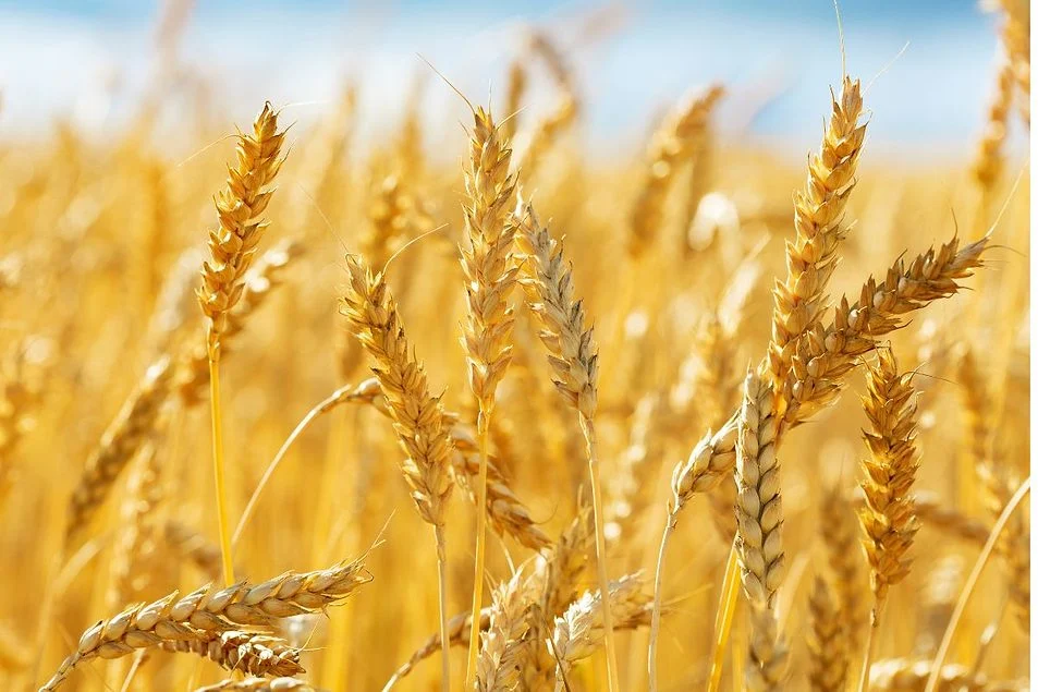 Wheat Futures Edges Higher Toward $700 as Russia Threatens Ukraine Escalation