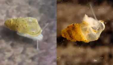 Scientists discover ghostly, eyeless creature hidden in Chinese cave