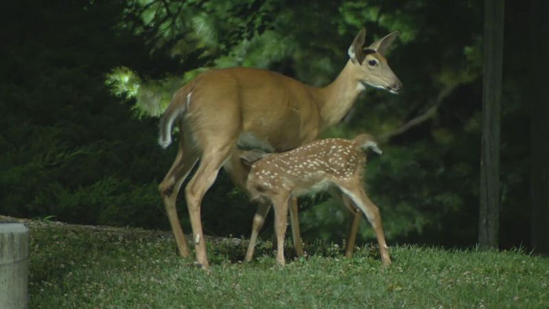 A deer with its fawn early Thursday morning, June 25, 2026. State Farm estimates Tennessee drivers faced a 1-in-129 likelihood of filing an animal-collision claim in its latest annual analysis. (Mike Rudd/7News)