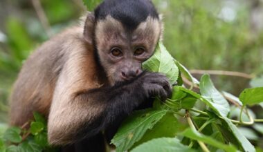 A Brown Capuchin (Sapajus apella), is seen at La Ñupana natural reserve, as part of its rehabilitation process in Agua Bonita, San Jose del Guaviare, Colombia, on June 2, 2023. The reserve is a family enterprise which seeks the conservation of Amazonian ecosystems, in a space of 56 hectares, eliminating livestock to make way for the forest, where wildlife victims of illegal trafficking are protected, rehabilitated and housed. (Photo by Raul ARBOLEDA / AFP) (Photo by RAUL ARBOLEDA/AFP via Getty Images)