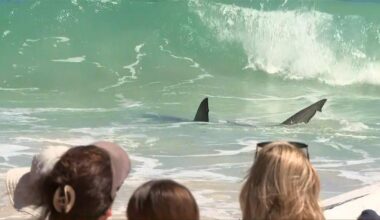 Whale carcass: Beachgoers warned of prolonged closures even after whale carcass removed