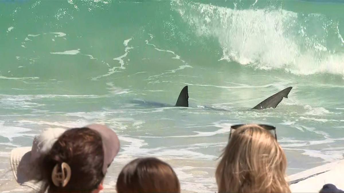 Whale carcass: Beachgoers warned of prolonged closures even after whale carcass removed