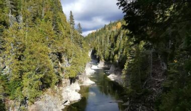Can planting trees on riverbanks save salmon rivers from global warming?