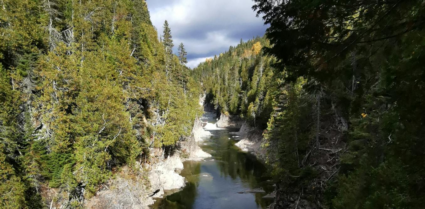 Can planting trees on riverbanks save salmon rivers from global warming?