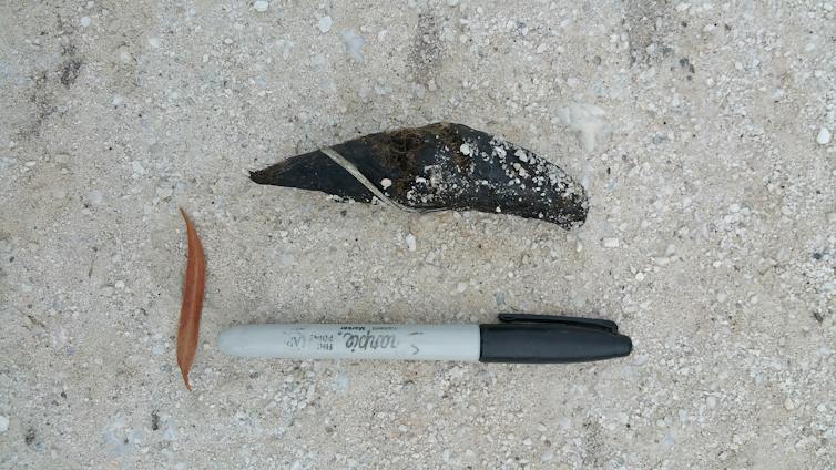 A scat specimen placed on the ground next to a permanent marker, to compare size.