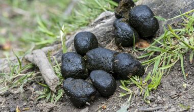 The power of poo: why conservationists love animal scat