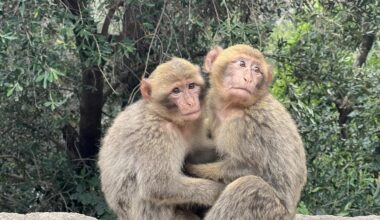 Protecting endangered species must include supporting habitats and nearby human settlements