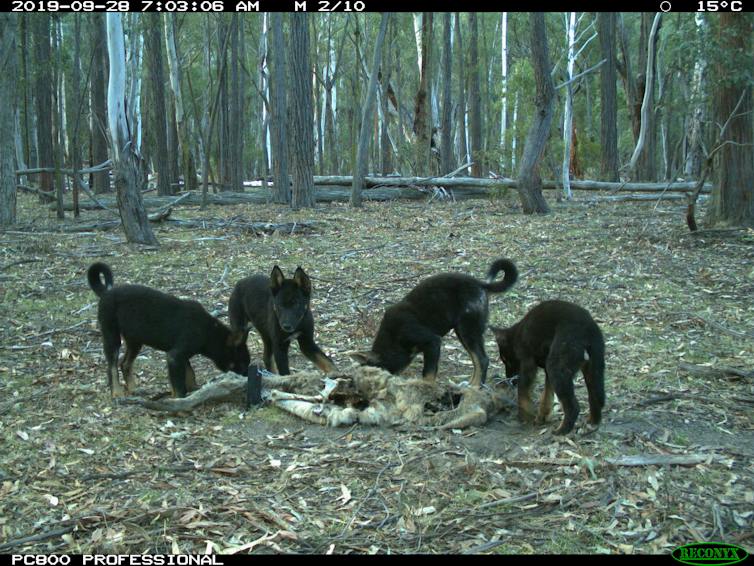 Dingo pups gather around a kangaroo carcass in the bush and eat it.
